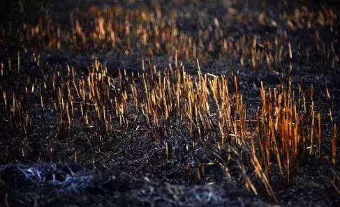 生長在焚燒后的土地中的作物，產量會有所降低