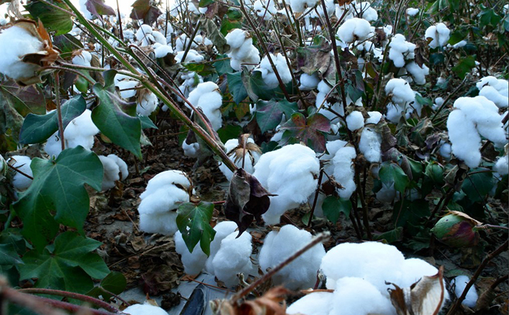 潔白純凈的新疆棉花 潔白純凈的新疆棉花