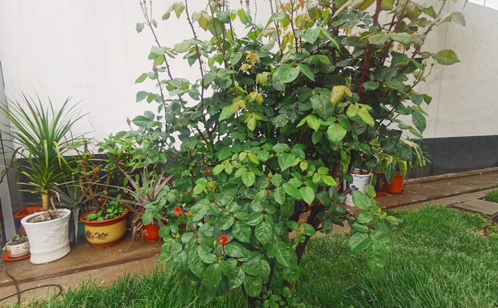 金格瑞的小花草.jpg 金格瑞的小花草.jpg